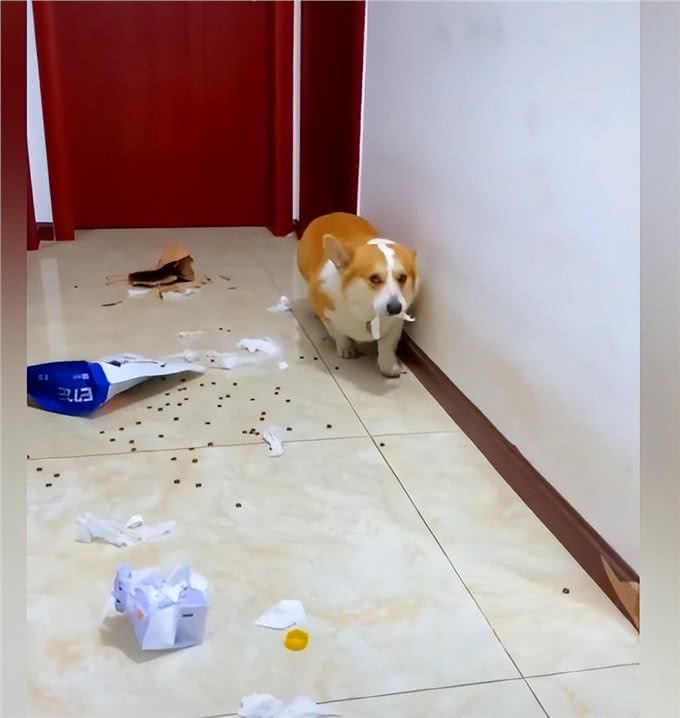 柯基拆家被主人发现后，脸上的表情太到位了:狗都一样一样的