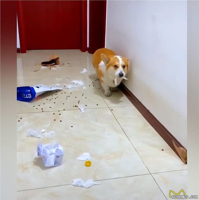 柯基拆家被主人发现后，脸上的表情太到位了:狗都一样一样的