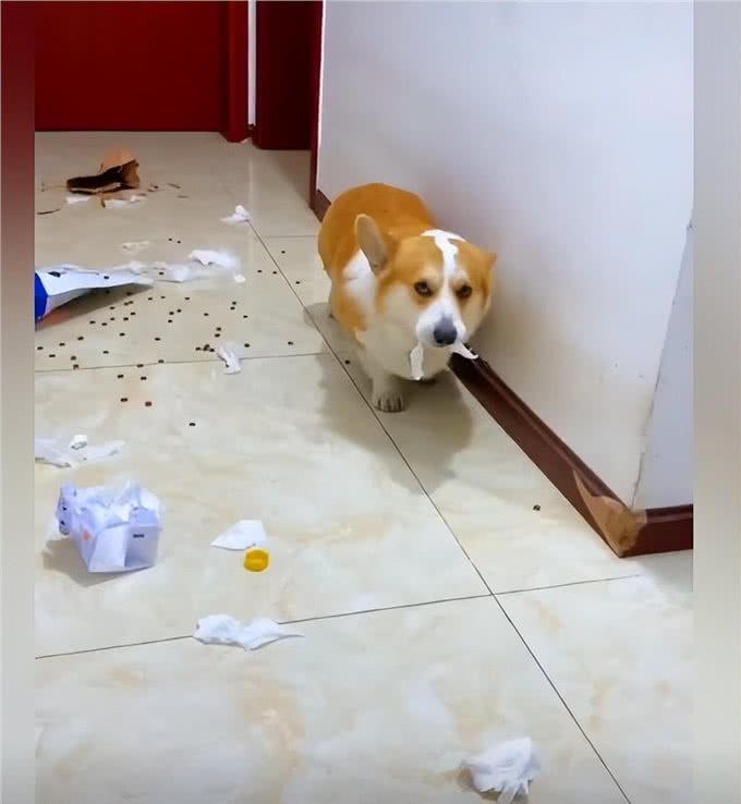 柯基拆家被主人发现后，脸上的表情太到位了:狗都一样一样的