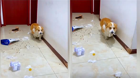 柯基拆家被主人发现后,脸上的表情太到位了:狗都一样一样的