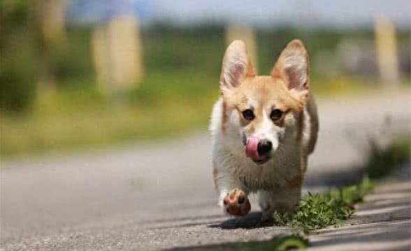 如何训练柯基幼犬不乱咬人