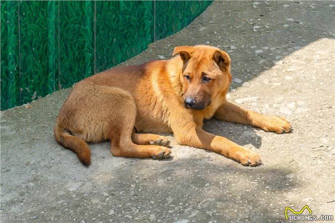 难怪代养宠物收费高，确实有风险，我已中招，被一条雪纳瑞犬坑了