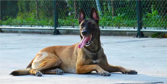 难怪代养宠物收费高，确实有风险，我已中招，被一条雪纳瑞犬坑了