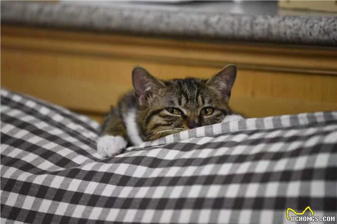 难怪代养宠物收费高，确实有风险，我已中招，被一条雪纳瑞犬坑了