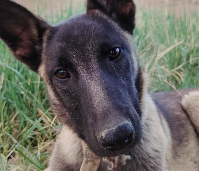 难怪代养宠物收费高，确实有风险，我已中招，被一条雪纳瑞犬坑了