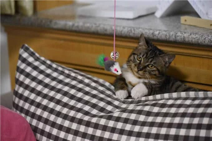 难怪代养宠物收费高，确实有风险，我已中招，被一条雪纳瑞犬坑了