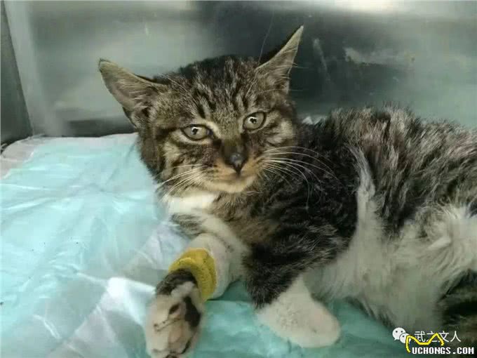 难怪代养宠物收费高，确实有风险，我已中招，被一条雪纳瑞犬坑了