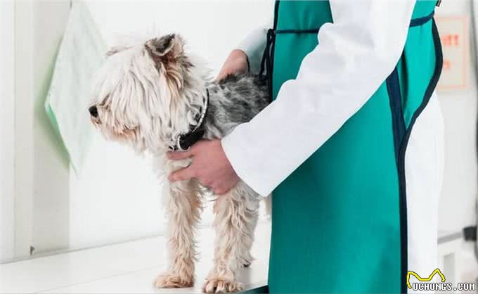 难怪代养宠物收费高，确实有风险，我已中招，被一条雪纳瑞犬坑了