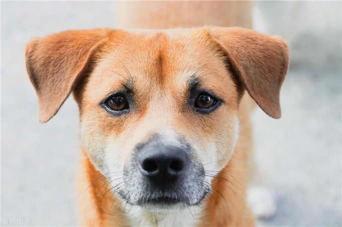 难怪代养宠物收费高，确实有风险，我已中招，被一条雪纳瑞犬坑了