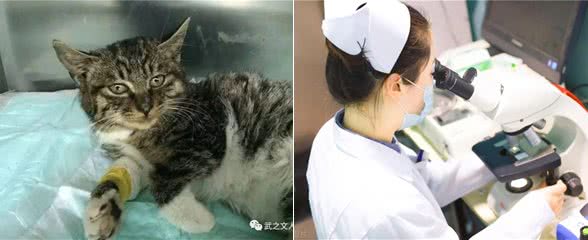 难怪代养宠物收费高,确实有风险,我已中招,被一条雪纳瑞犬坑了