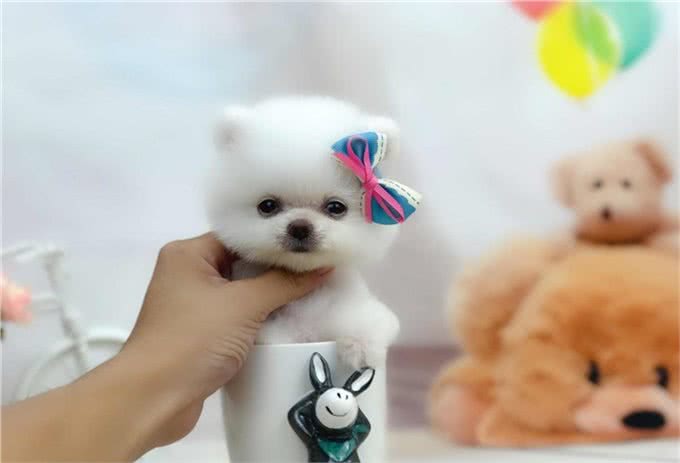 盘点:6种最常见的小型犬，你们养过吗?