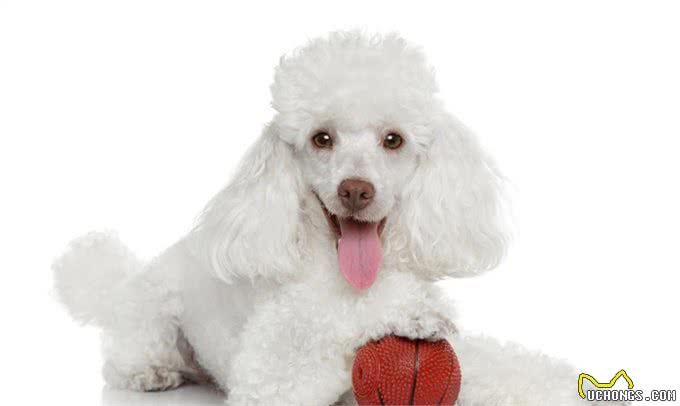 盘点:6种最常见的小型犬，你们养过吗?