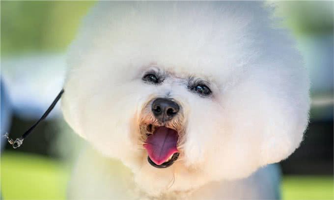 盘点:6种最常见的小型犬，你们养过吗?