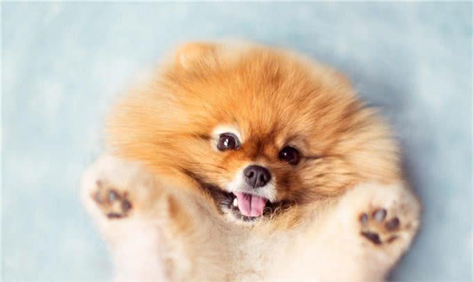 盘点:6种最常见的小型犬，你们养过吗?