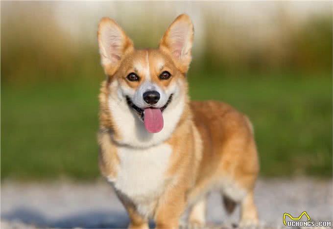 盘点:6种最常见的小型犬，你们养过吗?