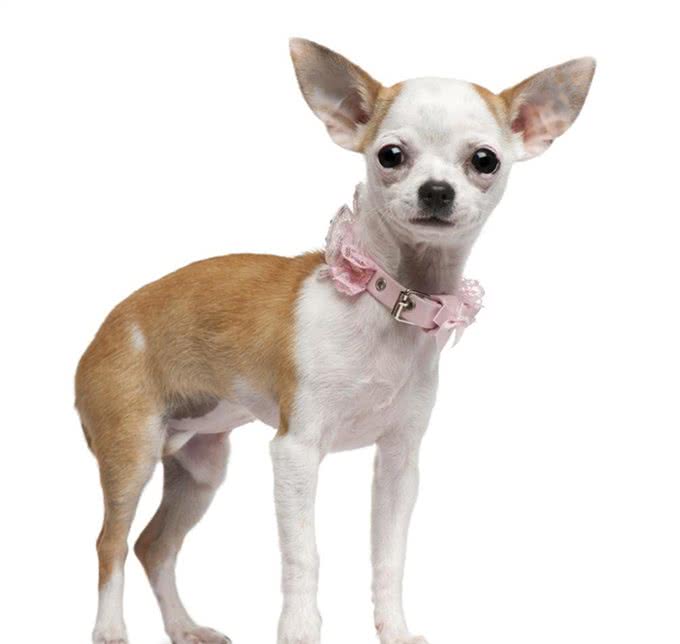 盘点:6种最常见的小型犬，你们养过吗?