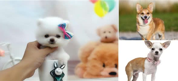 盘点:6种最常见的小型犬,你们养过吗?