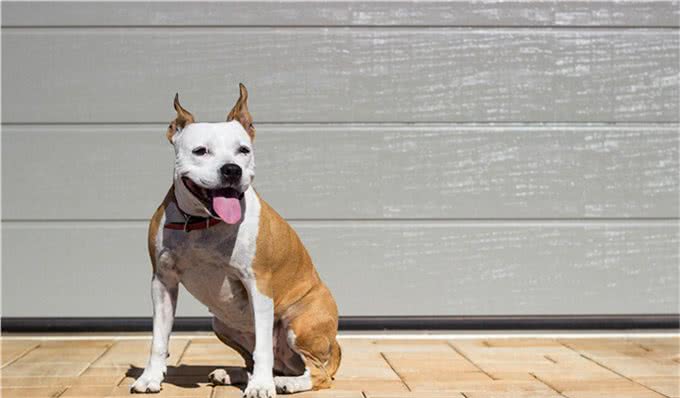 如何教会狗狗基本的坐下与待命指令?