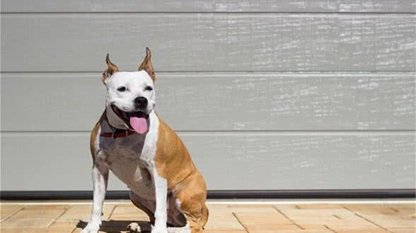 如何教会狗狗基本的坐下与待命指令?