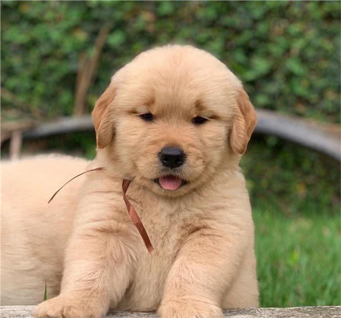 纯种金毛犬价格一览:品质保证，物超所值!