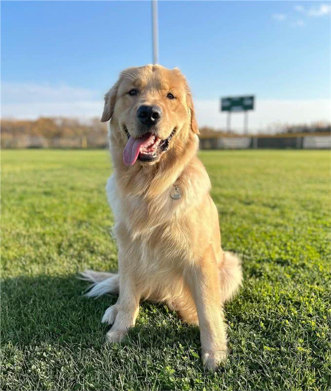 纯种金毛犬价格一览:品质保证，物超所值!