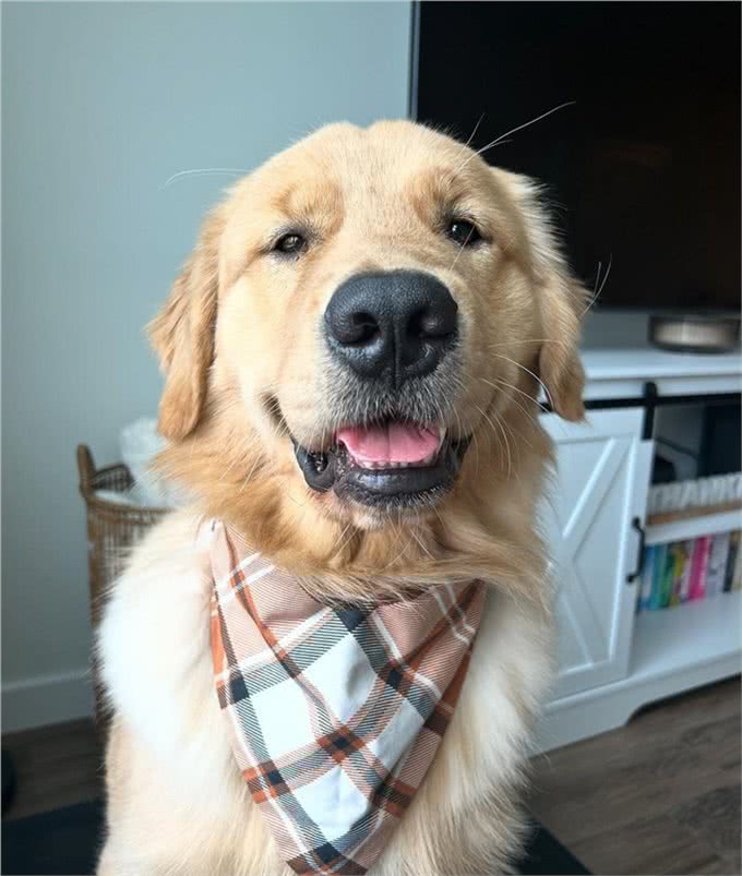 纯种金毛犬价格一览:品质保证，物超所值!