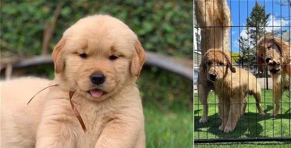 纯种金毛犬价格一览:品质保证,物超所值!