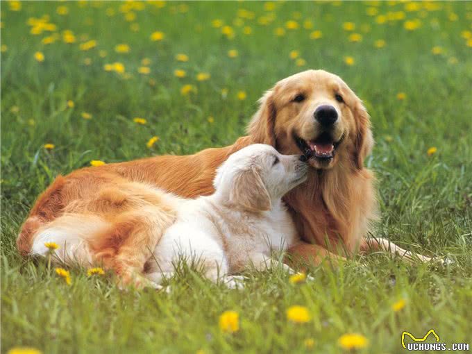 狗狗体味重，不要盲目洗澡，这样做也能轻松除臭