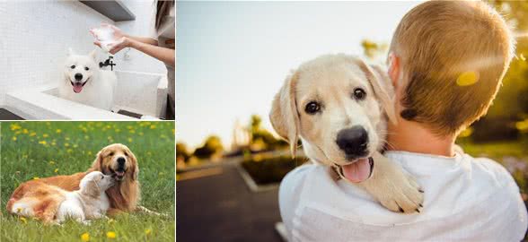 狗狗体味重,不要盲目洗澡,这样做也能轻松除臭