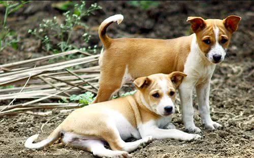 土狗拉肚子可以吃土霉素吗