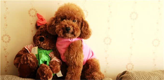 世界名犬—贵宾犬