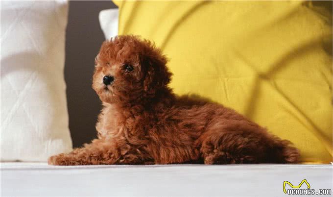 世界名犬—贵宾犬