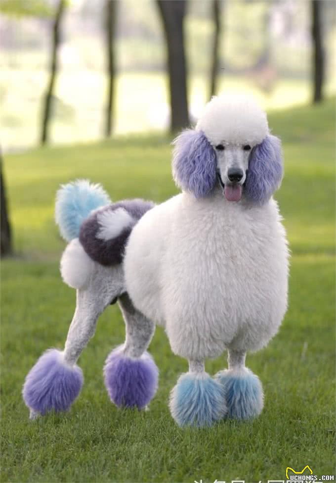 世界名犬—贵宾犬