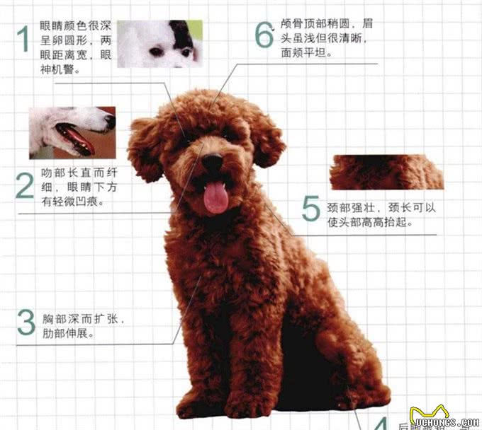 世界名犬—贵宾犬