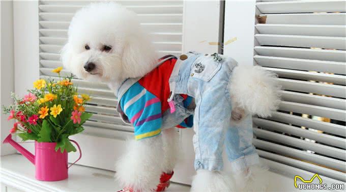 世界名犬—贵宾犬