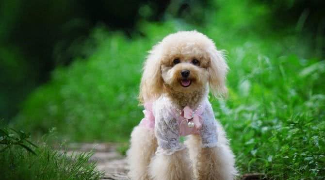 世界名犬—贵宾犬