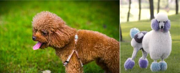 世界名犬—贵宾犬