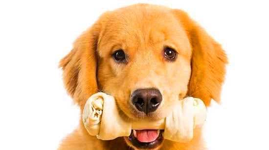 狗狗补钙很重要缺钙原因要知晓