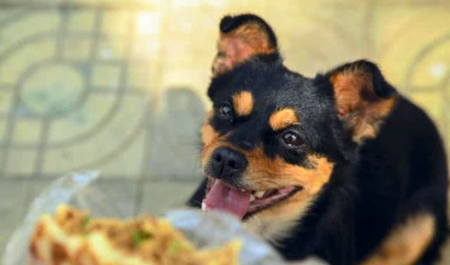 狗狗补钙很重要缺钙原因要知晓