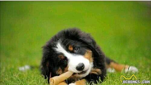 狗狗补钙很重要缺钙原因要知晓