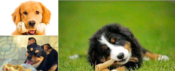 狗狗补钙很重要缺钙原因要知晓