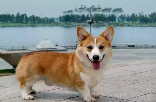 宠知识｜狗狗断尾为哪般，你知道狗狗断尾手术吗?