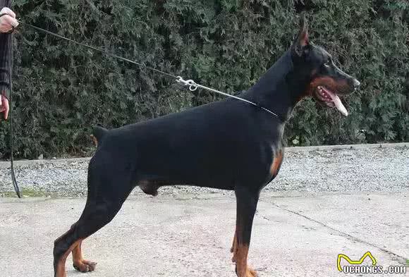 宠知识｜狗狗断尾为哪般，你知道狗狗断尾手术吗?