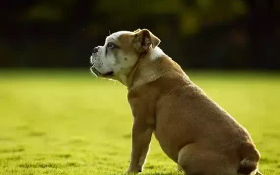 宠知识｜狗狗断尾为哪般，你知道狗狗断尾手术吗?