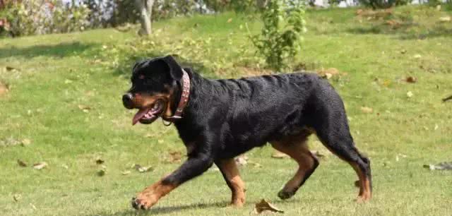 宠知识｜狗狗断尾为哪般，你知道狗狗断尾手术吗?