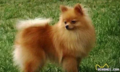 宠知识｜狗狗断尾为哪般，你知道狗狗断尾手术吗?