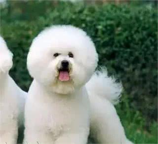 宠知识｜狗狗断尾为哪般，你知道狗狗断尾手术吗?