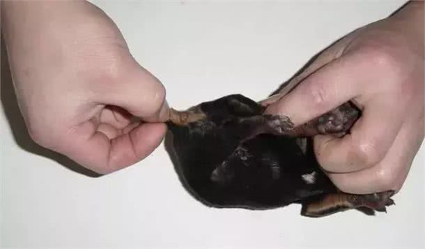 宠知识｜狗狗断尾为哪般，你知道狗狗断尾手术吗?