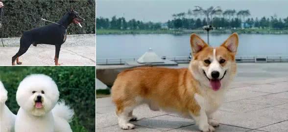 宠知识|狗狗断尾为哪般,你知道狗狗断尾手术吗?