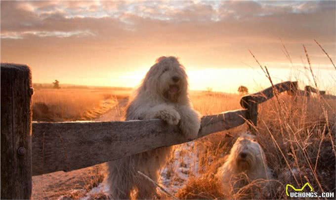 原来英国古代牧羊犬的生活是这样子的!